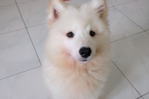 Perros Cachorros Samoyedo Barranquilla Disponibles