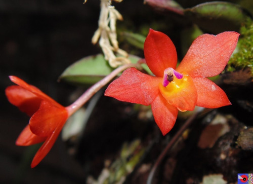 Orquidea Sophronitis Cernua 10 Sementes Mineira Linda Flor | MercadoLivre