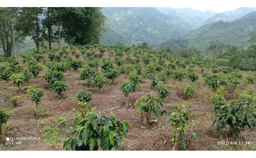 Se Vende Finca Cafetera Génova Quindío