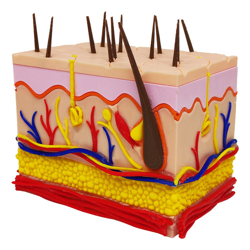 Pele 3d Ampliada Vasos Nervos Gordura Modelo Anatomia