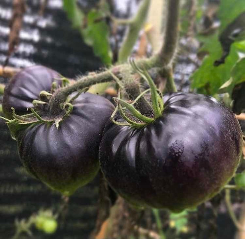 Semillas Envío Gratis 15 Variedades Huerta Organica