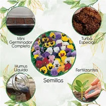 Comprar 200 Semillas Flor Pensamiento Mezcla Y Kit De Germinación Es
