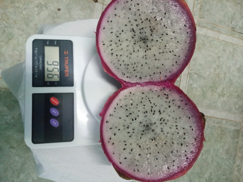Imagen 2 de 6 de Esquejes De Pitahaya(600)pzas Hilocereus Andatus Andatus