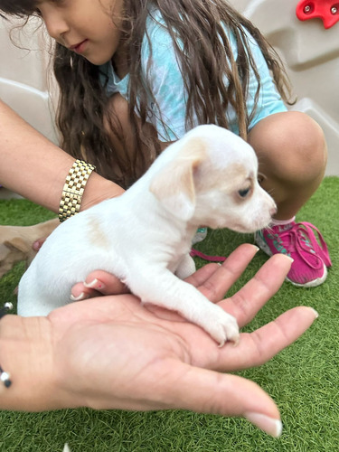 Venta Chihuahua 8893-8915