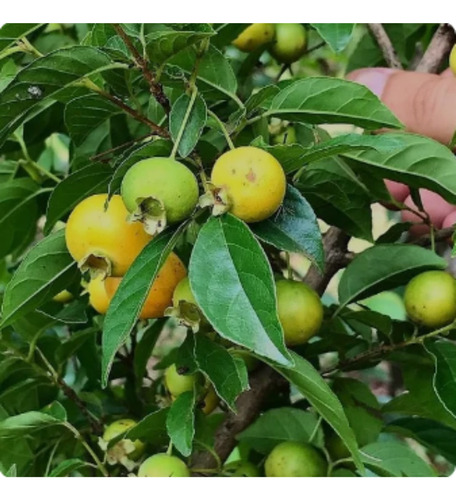 Muda De Gabiroba Lisa - Planta Natíva - Guabiroba - Gabiraba