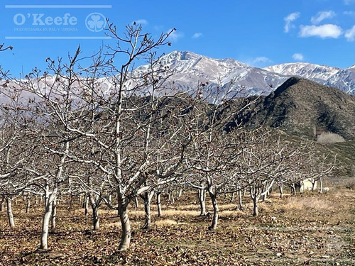 Imagen 21 de 30 de Campo En Venta En Tupungato De 30000 Has - Viñedos De Altura - Nogales - Desarrollo Inmobiliario