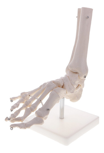 1 Nuevo Modelo Esqueleto De Articulación De Tamaño 1 