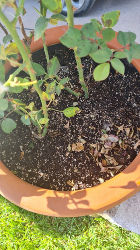 Tierra Especial Para Plantas Maceta O Suelo 15 Litros 4.5kg