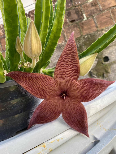 Stapelia Hirsuta- Cacto Estrela Do Mar Roxa. Ascleps Fedida | MercadoLivre