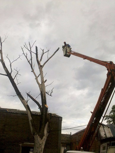 Poda De Arboles Y Palmeras. Mucha Experiencia. Zona Sur Caba
