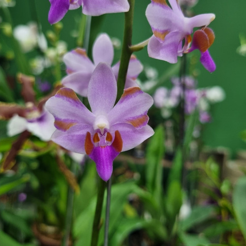 Phalaenopsis Doritis Doritaenopsis Trilabelo Planta Rara