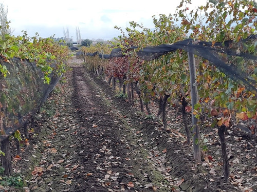 Imagen 15 de 30 de Finca Disponible En Fracciones Ideal Para Galpones O Loteo