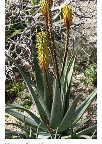 Cristales De Sábila Aloe Vera