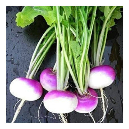 Nabo Redondo Cuello Violeta (200 Semillas) Cal/profesional