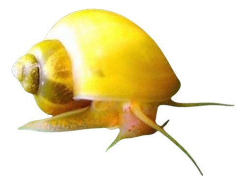 Ampularia / Curbicula /caramujo (pomacea Diffusa) 2 Unidades