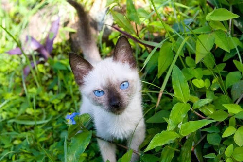 Filhotes De Gatos Da Raça Siames Pais Com Pedigree