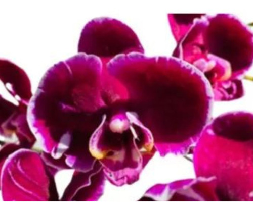 Orquídea Phalaenopsis Flor Exótica Planta Adulta N31