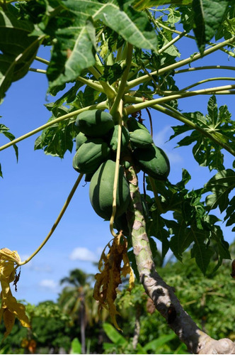 Se Vende Finca En Monte Plata