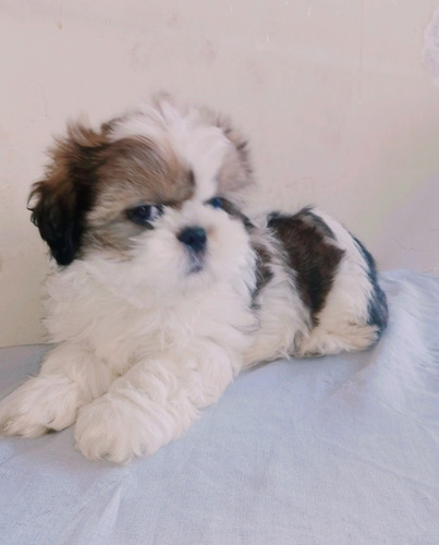 Imagem 1 de 2 de Shith Tzu