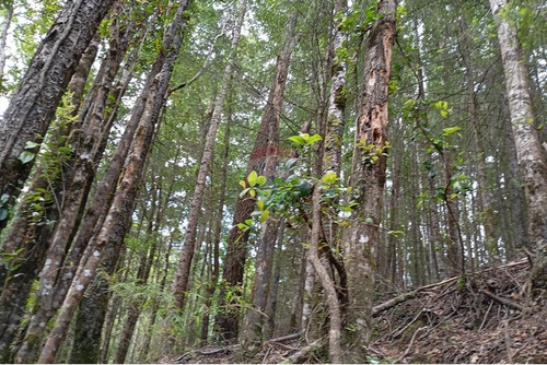 Venta Parcela Pucón Con Acceso A Rio Carhuello
