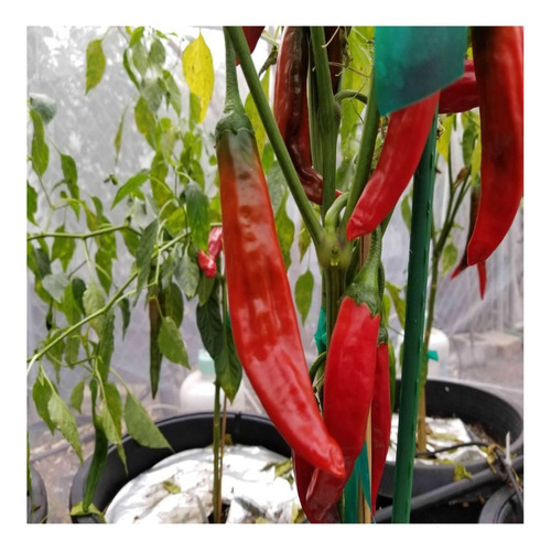 + De 22000 Semillas De Chile Mirasol O Guajillo 100 Gramos