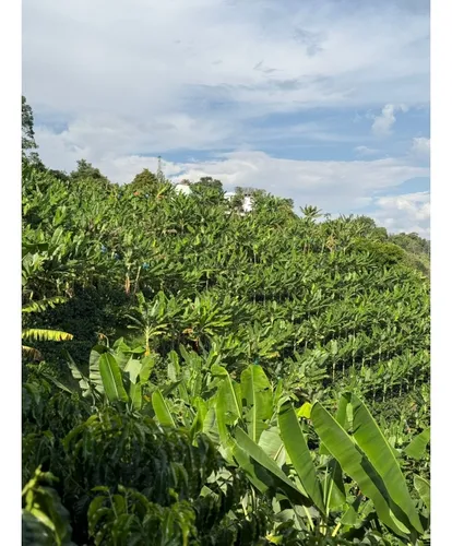 Venta Finca Circasia Cafe - Platano - Banano - 12.5 Cuadras