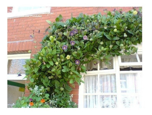 Cobaea Scandens Azul -trepadora- Semilla Importada Clause