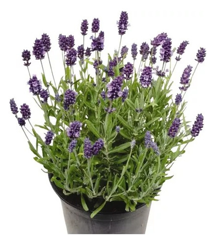 Planta Para Cerco Vivo, Arbusto, Lavanda Dentada 3lts