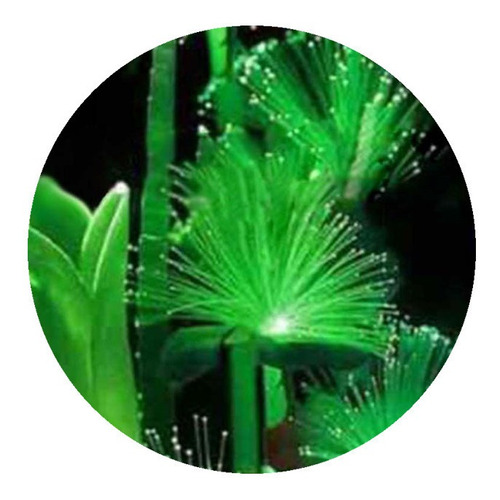 Semillas Planta Exotica Fluorescente X30 Semillas