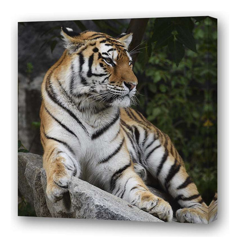 Cuadro 20x20cm Felinos Tigre Rayado Selva Animales