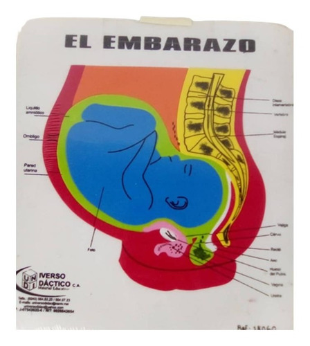 Rompecabeza Educativo Embarazo Foami Colegio Niños