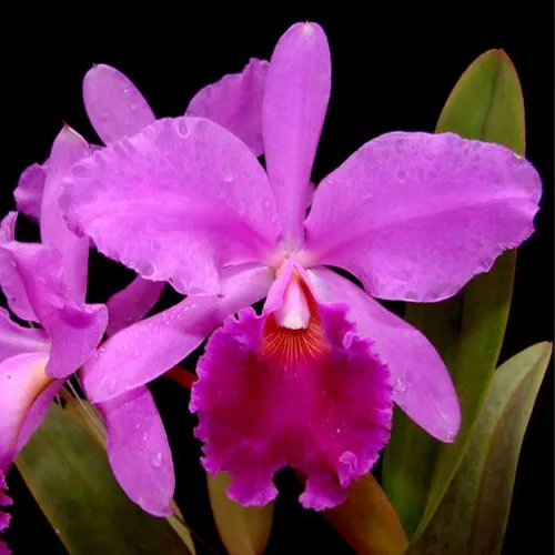 Cattleya Labiata Rubra Orquídea Espécie Coleção Incrível