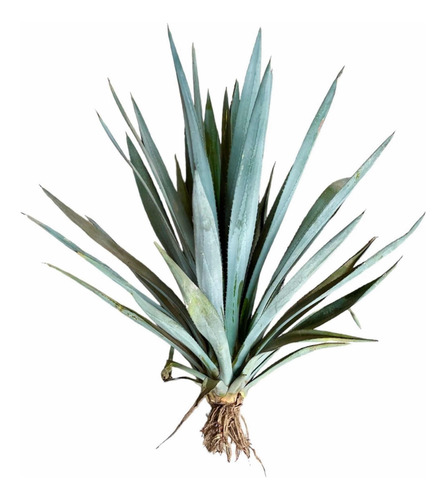 Semillas Agave Azul Tequila Jalisco 2 Kg Convencionales