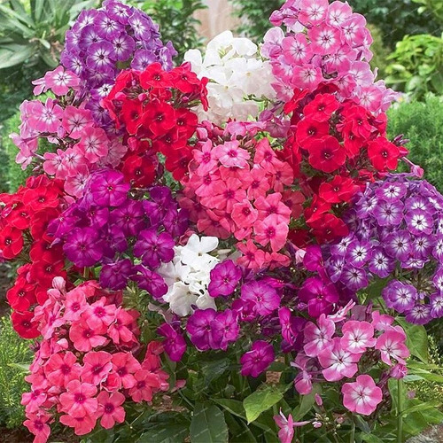 Phlox Drummond Mix Juanitas 50 Semillas Fácil Sdqro2