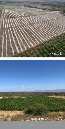 Vendo Finca 4,000 Tareas Con Mejoras Agrícola Mao, Valverde