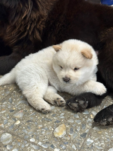 Chow Chow Machitos Negro Y Beige