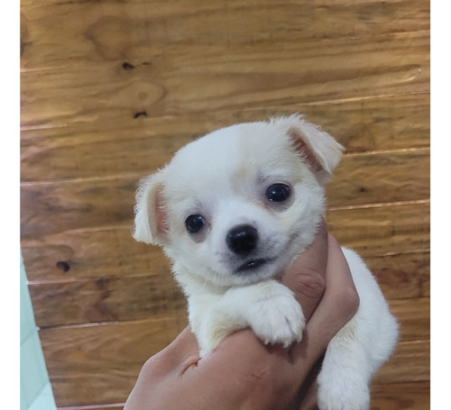 Lindos Filhotes De Chihuahua Disponíveis