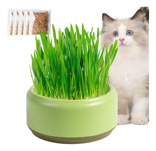 Sembradora Hidropónica Hierba Gato | Cat Grass Pot