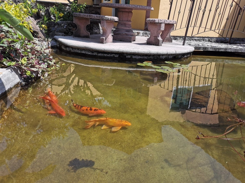 Imagen 9 de 14 de Casa Fin De Semana Cuernavaca Alberca Grupos Familia Grandes