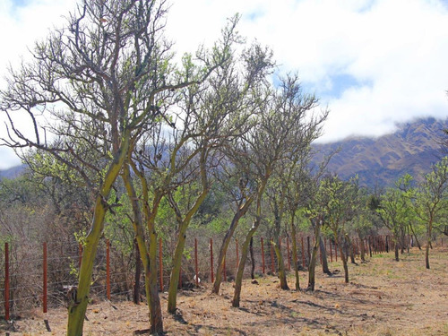Imagen 9 de 14 de Venta De Lotes En Carpintería Zona Alta Loteo Cuesta Del Sol