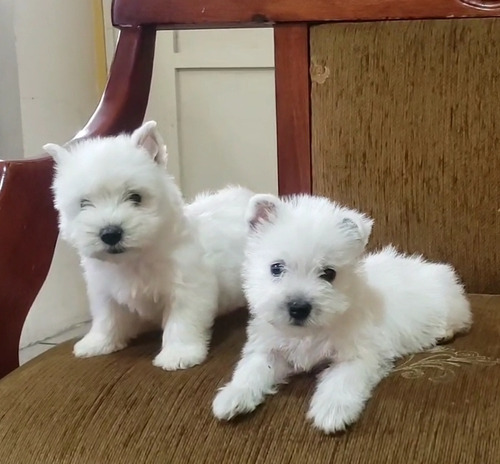 Westy Terrier Exclusivos