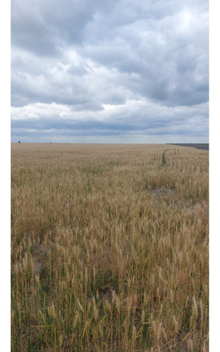 Campo Agrícola 5000has Venta, Santa Lucía. Santa Fe