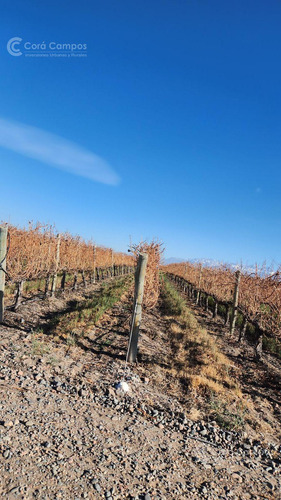 Se Vende Finca En Valle De Uco Mendoza. 300 Ha De Viñedo En Producción Unicas. Lo Mejor