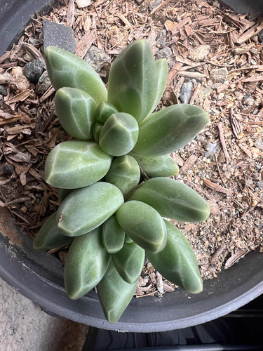 Suculenta Pachyphytum Compactum O Pequeña Joya