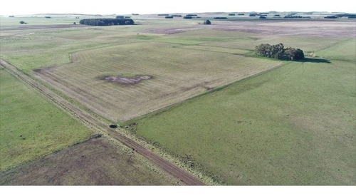 Imagen 11 de 28 de Campo 39 Has. Agrícolas Con Mejoras - Zona Dos Naciones