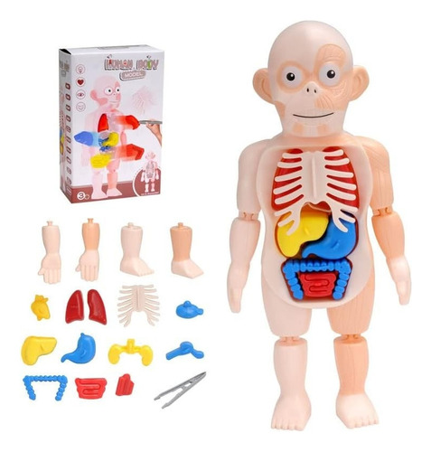 Anatomía Del Cuerpo Humano Juego Didáctico Infantil Biología