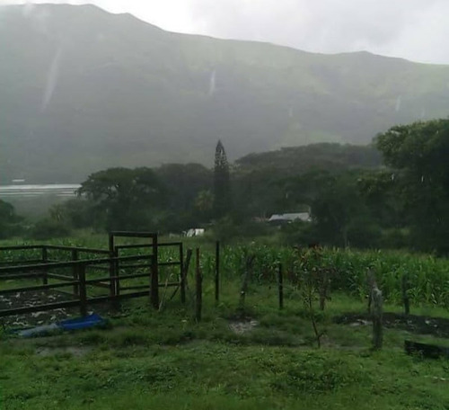 Imagen 10 de 11 de Finca En Venta El Pao La Victoria 15/9/20