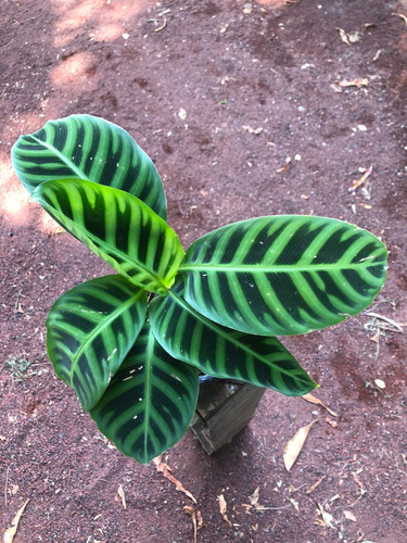 Calathea Zebrina