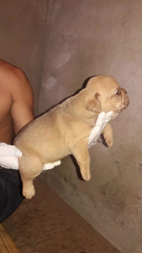 Bulldog Campeiro