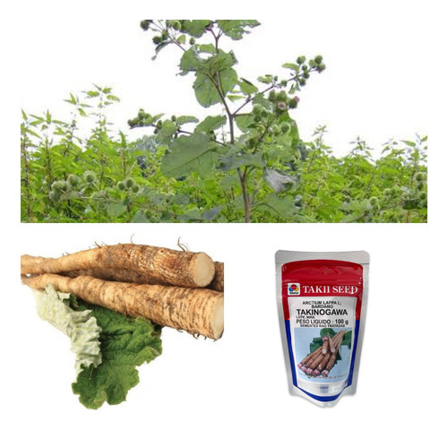 Semente De Bardana Bardano Gobo Takii De 100g